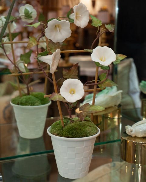 SAMUEL MAZY WHITE BISCUIT PORCELAIN MORNING GLORY WITH TRELLIS IN A LATTICE POT