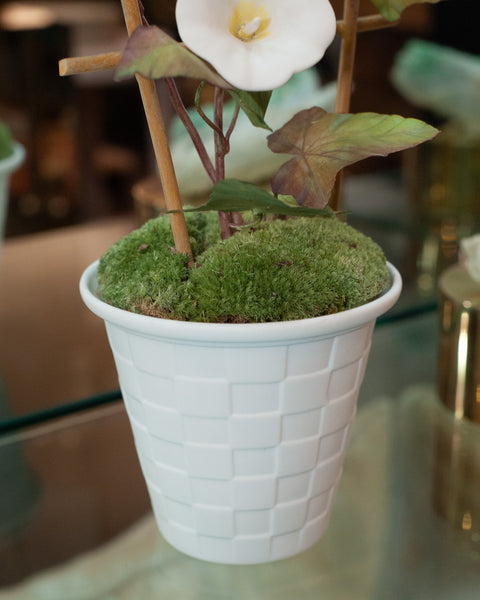 SAMUEL MAZY WHITE BISCUIT PORCELAIN MORNING GLORY WITH TRELLIS IN A LATTICE POT